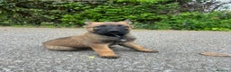 Pastor Belga Malinois perros en venta: Pastor belga malinois  en La Rioja - Anuncio 1