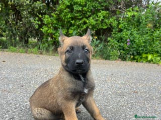 Pastor Belga Malinois perros Pastor belga malinois en La Rioja - Anuncio 28