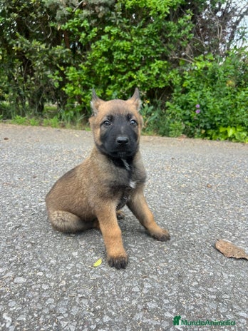 Pastor Belga Malinois perros en La Rioja - Anuncio 3