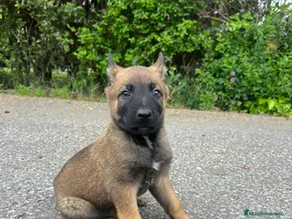 Pastor Belga Malinois perros Pastor belga malinois en La Rioja - Anuncio 10