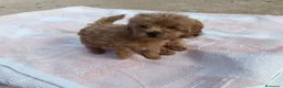 Caniche Toy perros en venta: CANICHES HEMBRITAS TOY ROJAS - Anuncio 5