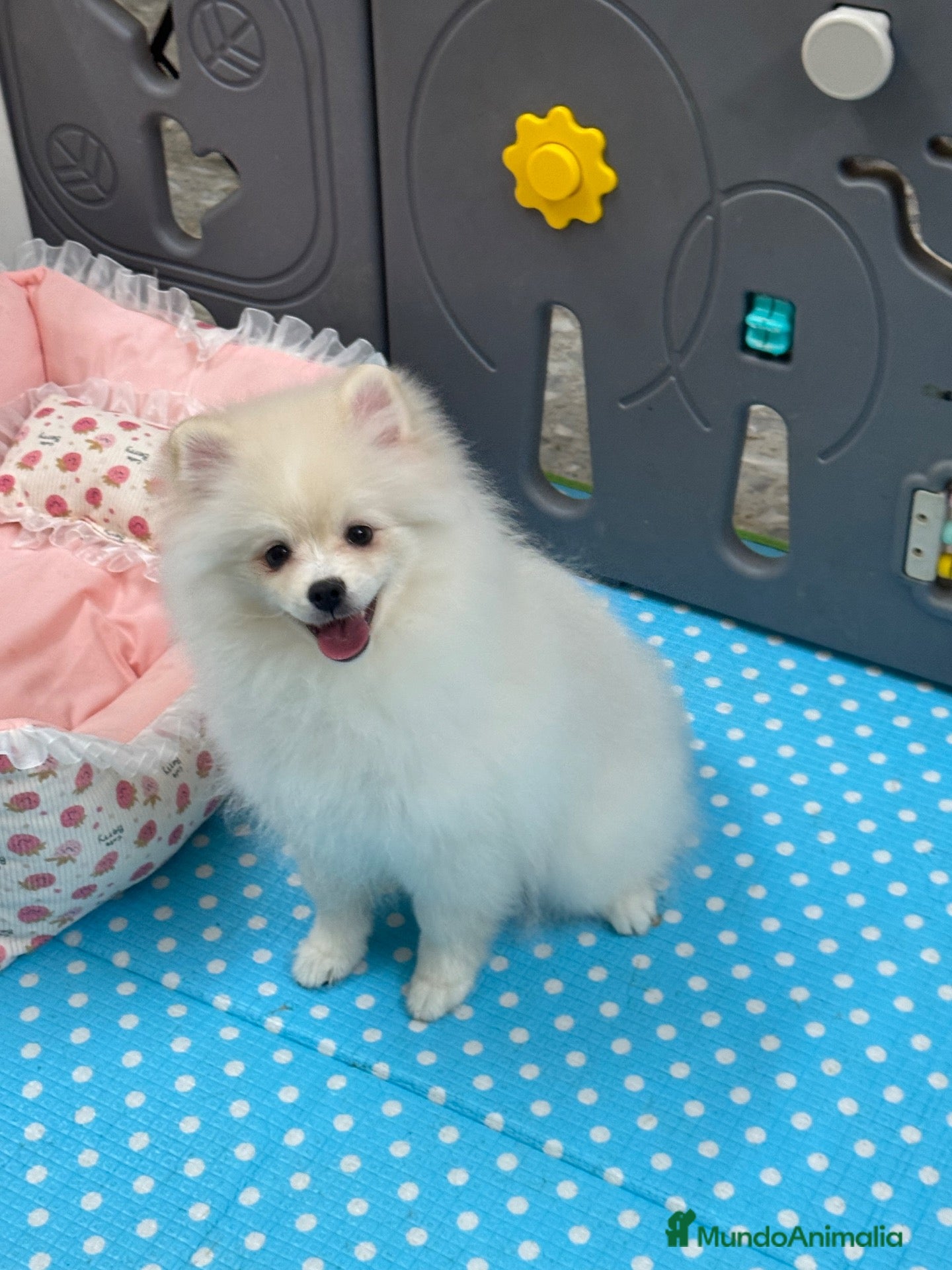 Pomerania perros Pomerania Hembra - Anuncio 2