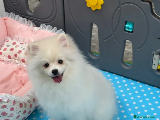 Pomerania perros en venta: Pomerania Hembra - Anuncio 2