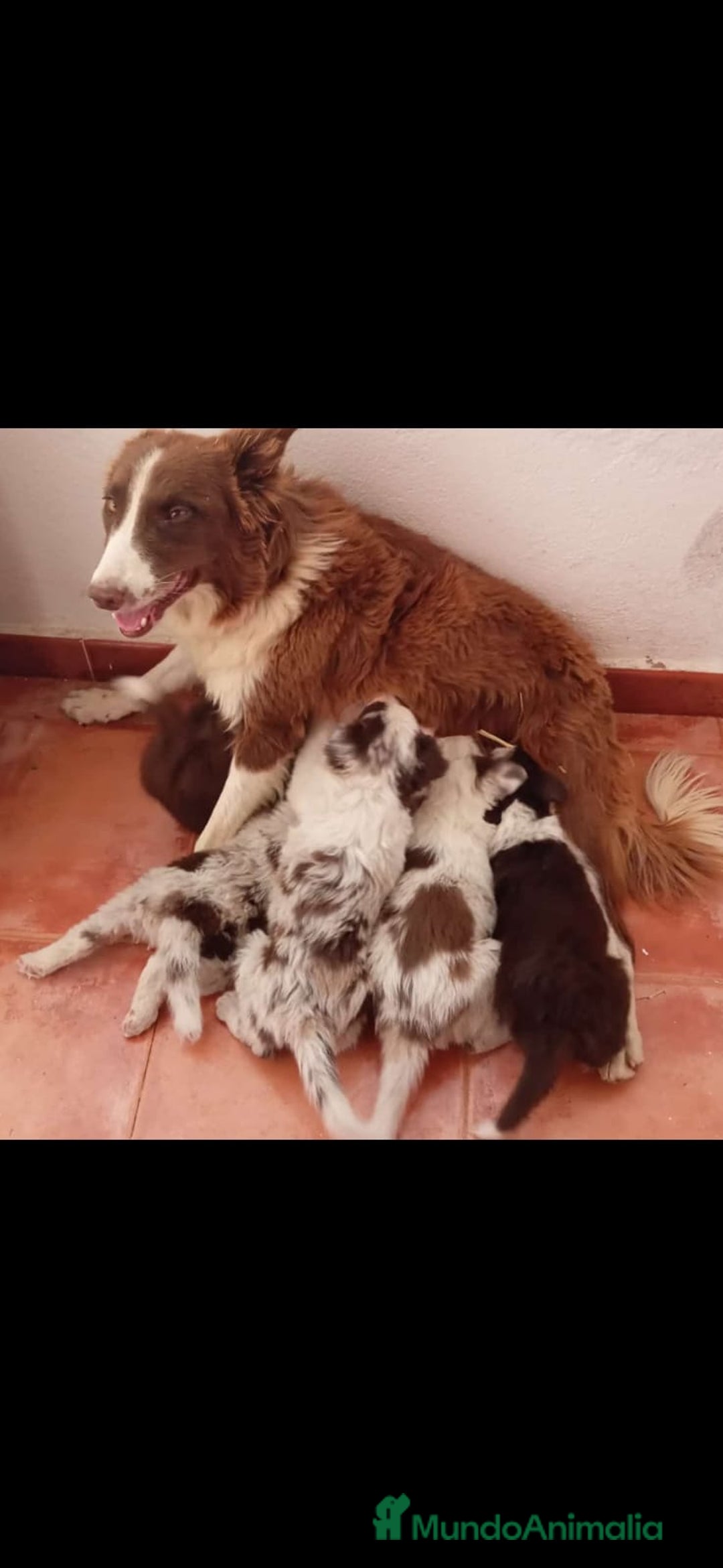 Border Collie perros en venta: Border collie  - Imagen 5