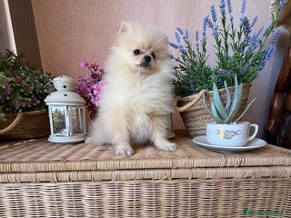 Pomerania perros - Anuncio 4