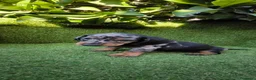 Teckel Miniatura perros en venta: teckel miniatura arlequín  y chocolates  - Anuncio 1