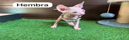 Sphynx gatos en venta: Encantadores Don Sphynx en Madrid - Anuncio 7