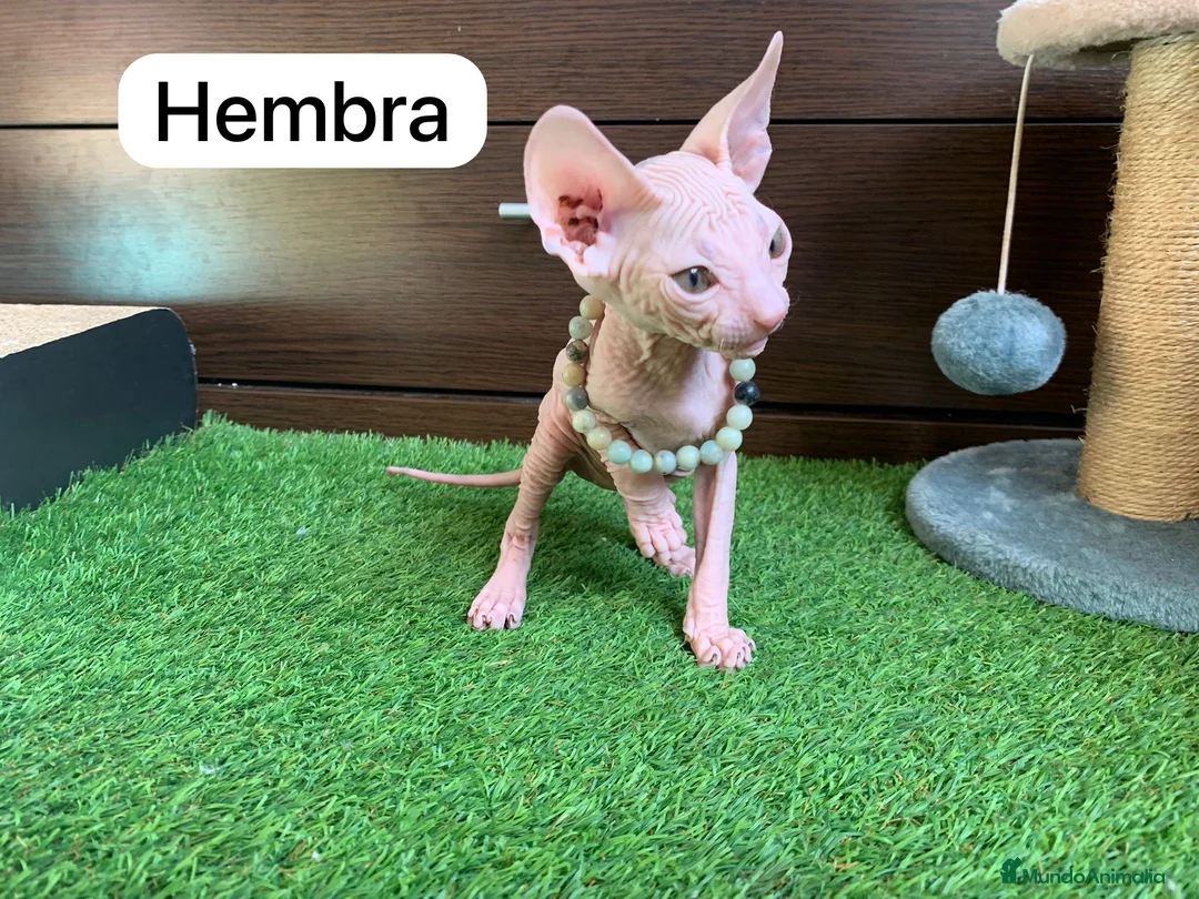 Sphynx gatos en venta: Encantadores Don Sphynx en Madrid - Anuncio 7