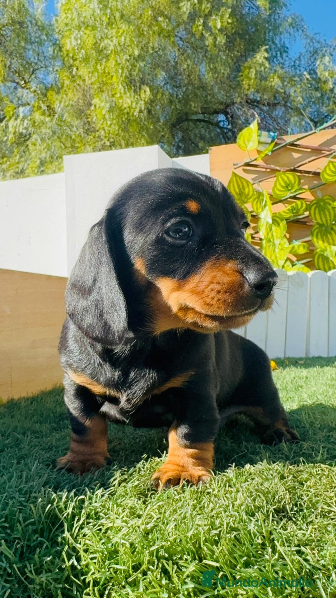 Teckel Miniatura perros en venta: TECKEL MINIATURA - Anuncio 38