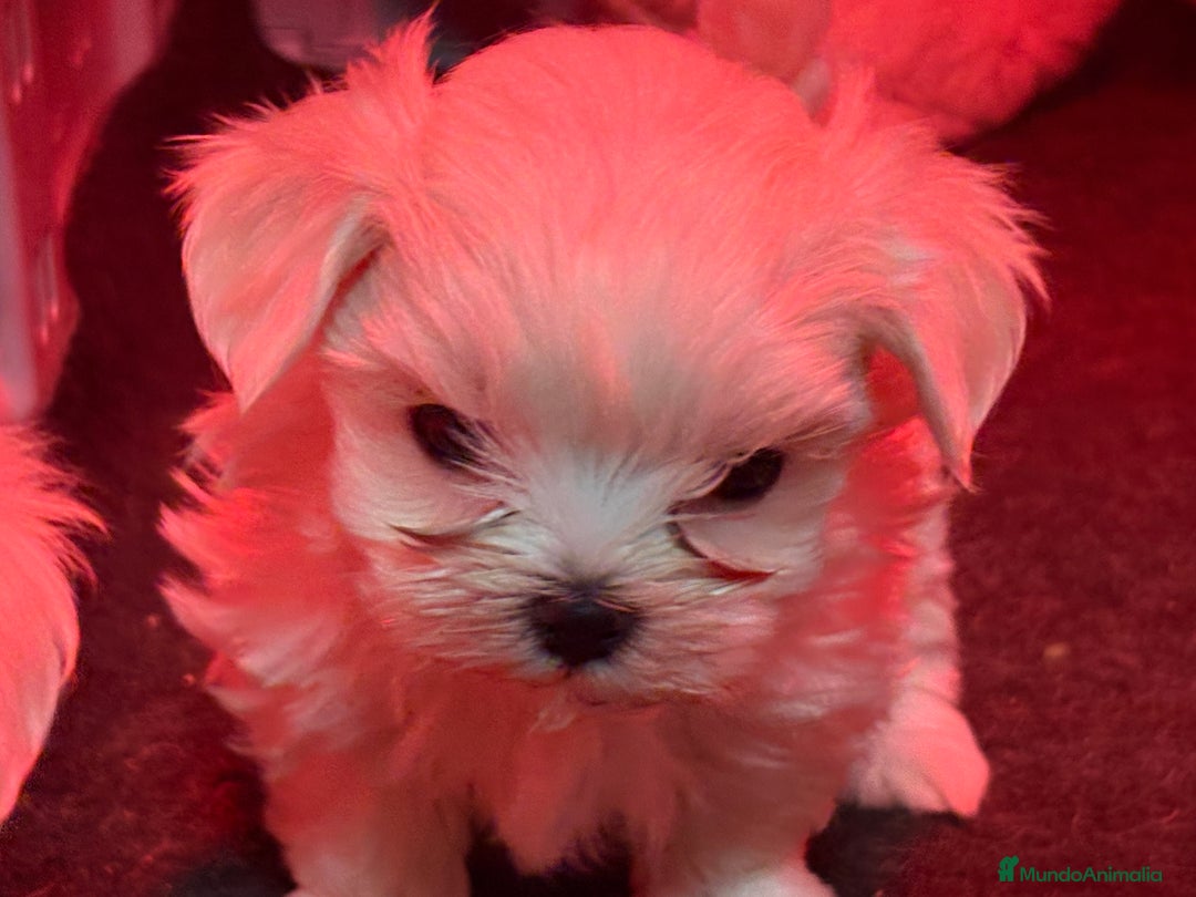 Bichón Maltés perros en venta: BICHON MALTES - Anuncio 13
