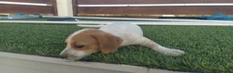 Raza Mixta perros en venta: MESTIZOS - Anuncio 4