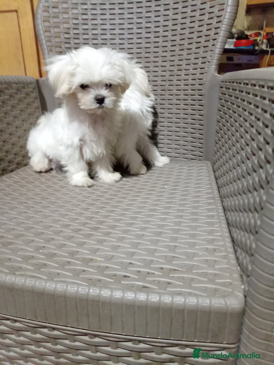 Bichón Maltés perros en venta: Bicho maltés toy - Anuncio 4