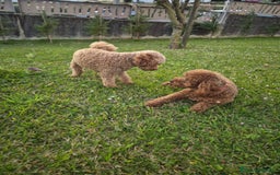 Caniche Toy perros en venta: Caniche toy  - Imagen 3