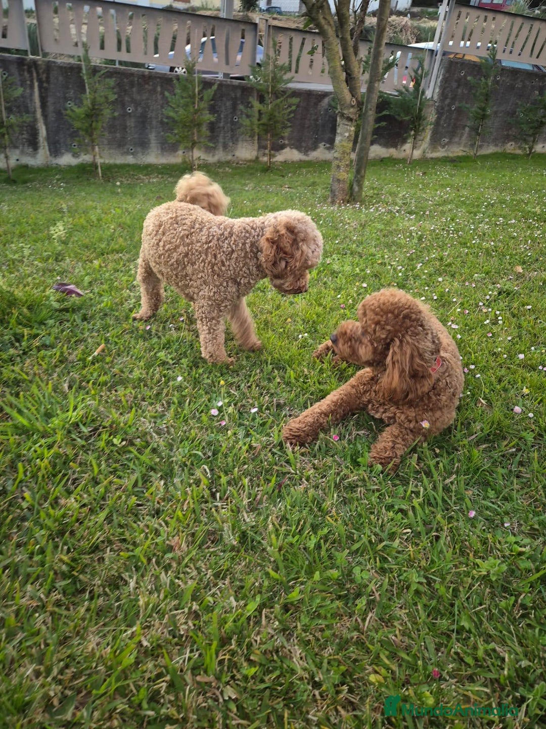 Caniche Toy perros en venta: Caniche toy  - Imagen 3