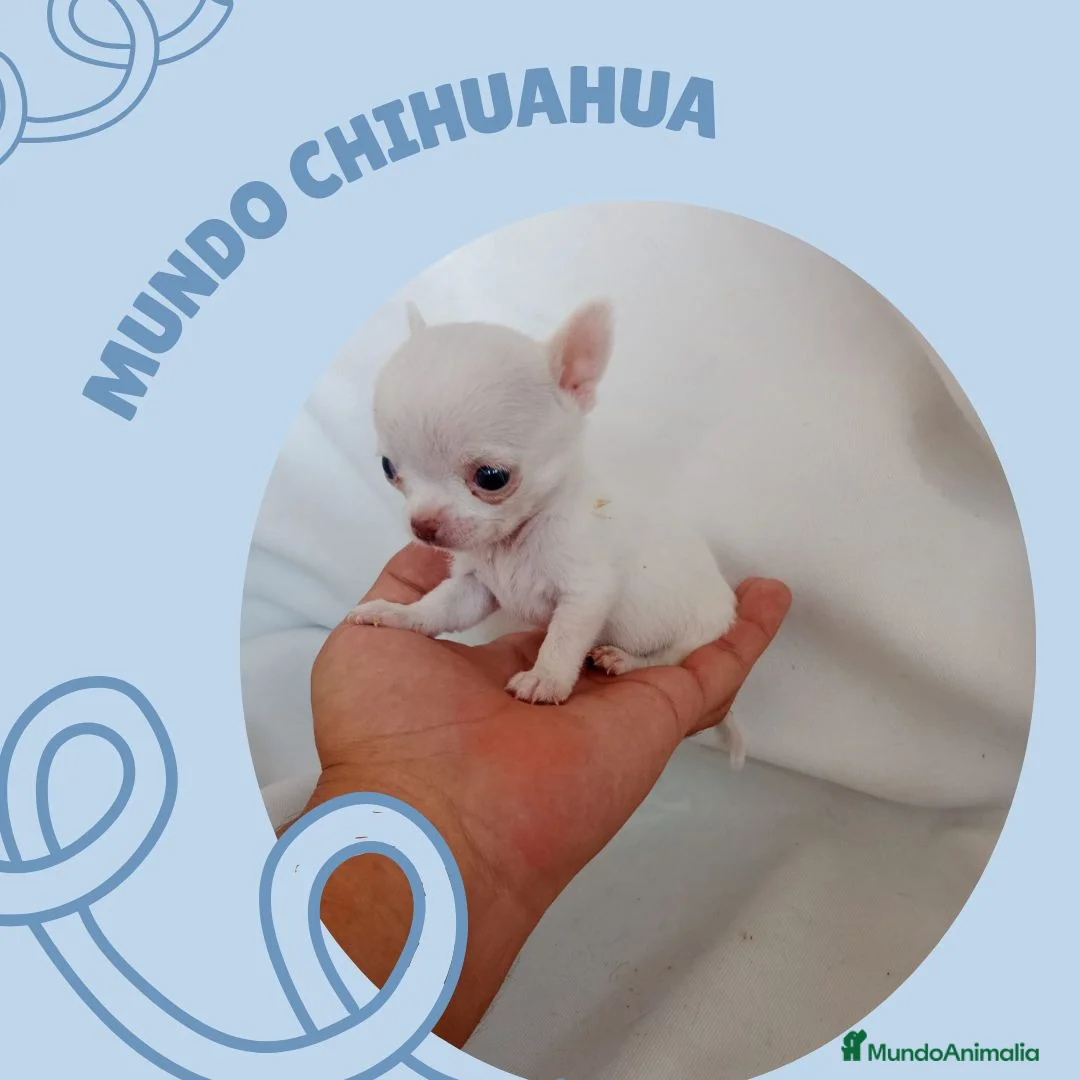 Chihuahua perros en venta: PRECIOSOS CHIHUAHUA RUSO Y ASIÁTICO   - Anuncio 2