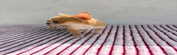 Chihuahua perros en venta: Chihuahua toy hembra - Anuncio 8
