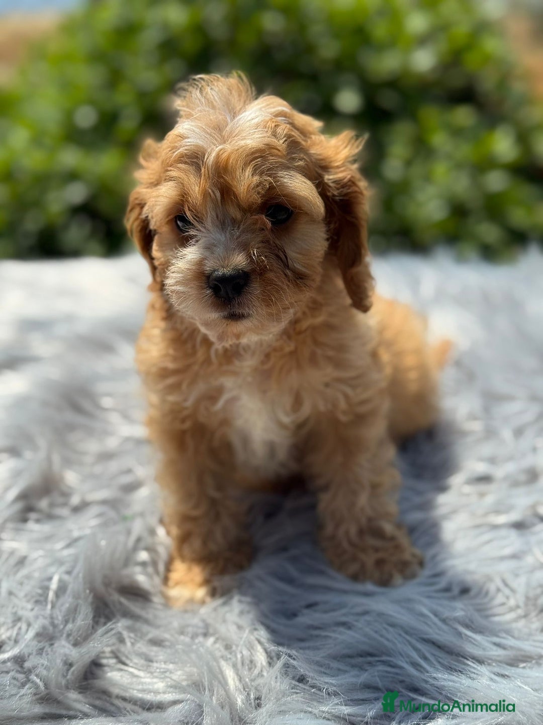 Cavapoo perros en venta: Cavapoo macho   - Imagen 3