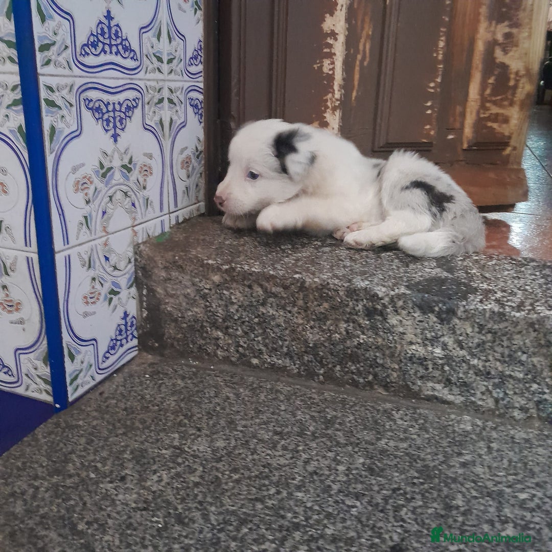 Border Collie perros en venta: BORDER COLLIE - Anuncio 2