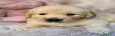 Golden Retriever 3