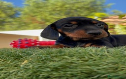 Teckel Miniatura perros en venta: TECKEL MINIATURA  - Imagen 9