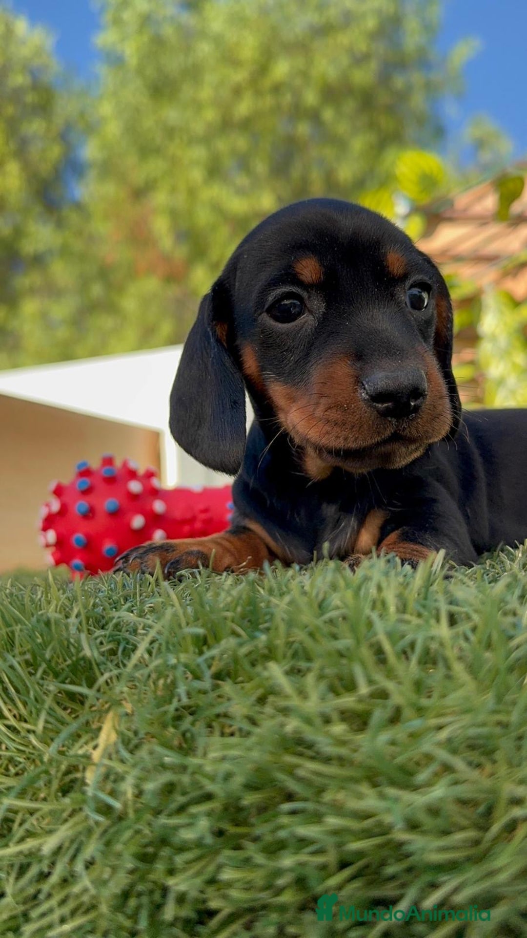 Teckel Miniatura perros en venta: TECKEL MINIATURA  - Imagen 9