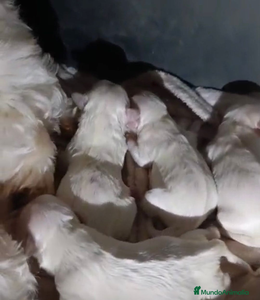 Bichón Maltés perros en venta: Nueva camada Bichon maltés toy  - Anuncio 4