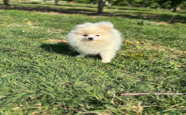 Pomerania perros - Anuncio 5