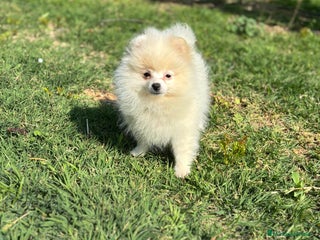 Pomerania perros - Anuncio 7