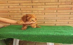 Caniche Toy perros en venta: Caniches toy  - Imagen 2