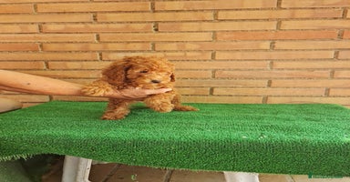 Caniche Toy perros - Anuncio 3