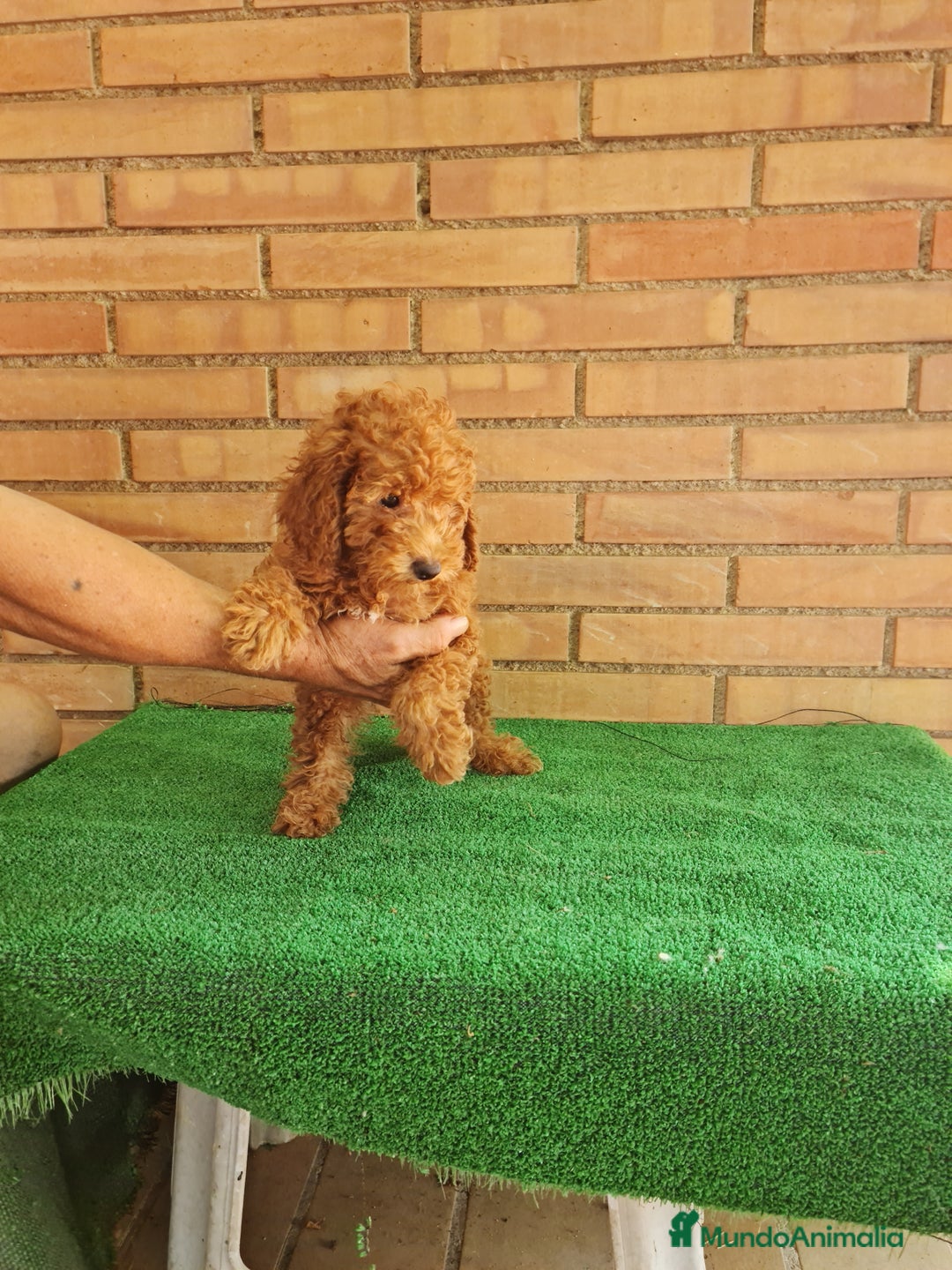 Caniche Toy perros en venta: Caniches toy  - Imagen 2