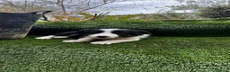 Border Collie perros en venta: Border collies de calidad  - Anuncio 11