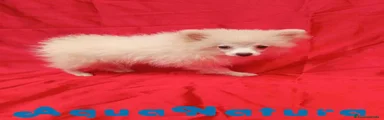Pomerania Hembra de Japi y Pompom 8297