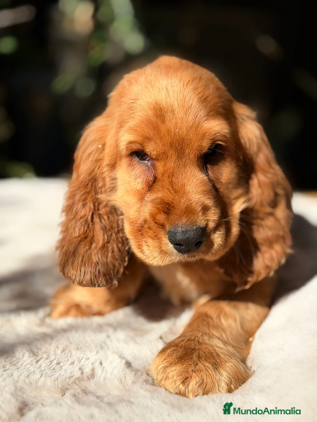Cocker Spaniel Inglés perros en venta: Cocker inglés dorado  - Anuncio 2