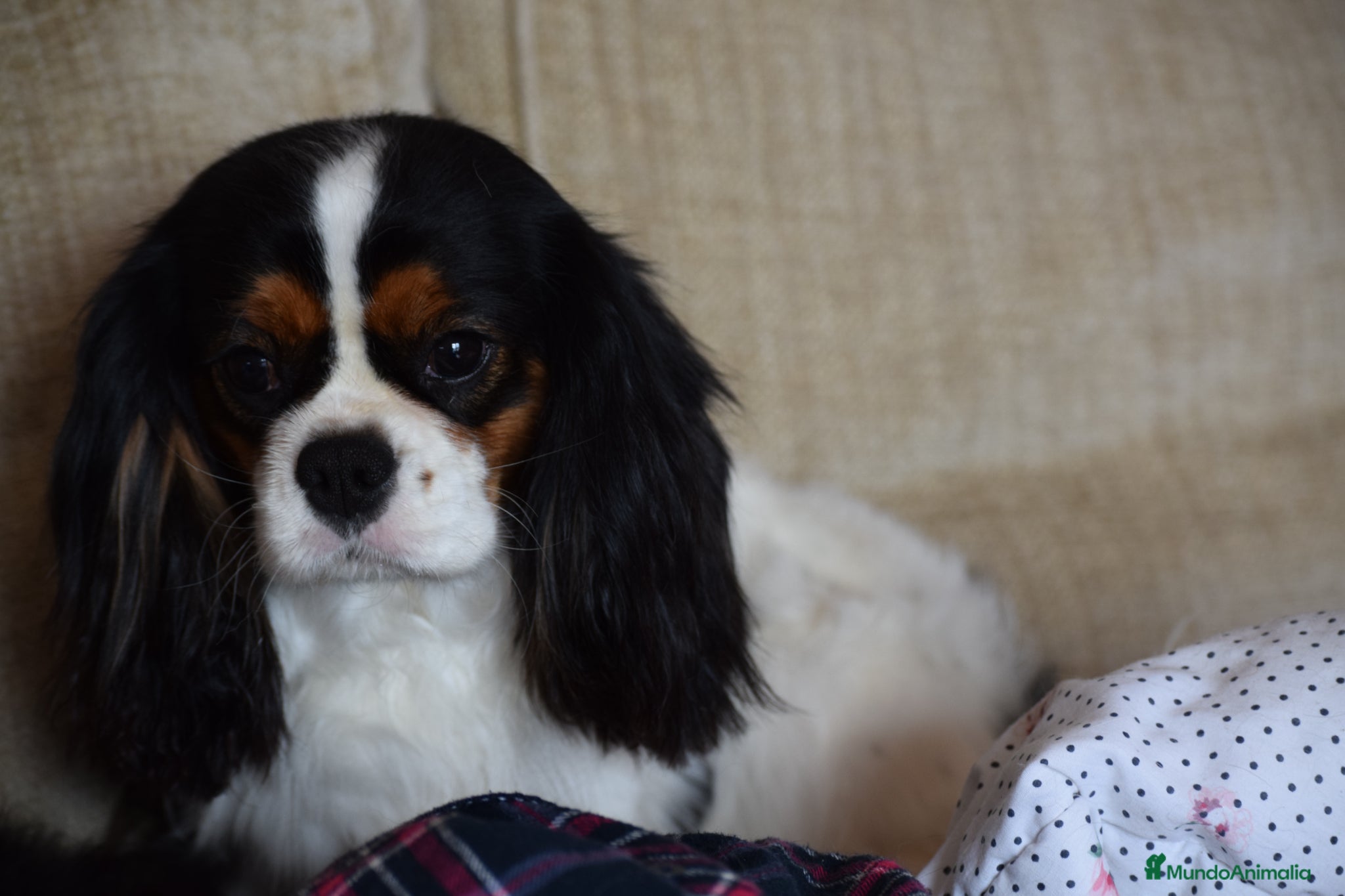 Cavalier King Charles Spaniel perros Hembra calidad compañia - Anuncio 4