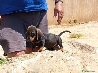 Teckel Miniatura perros Preciosas teckel miniatura y kaninchen - Anuncio 1
