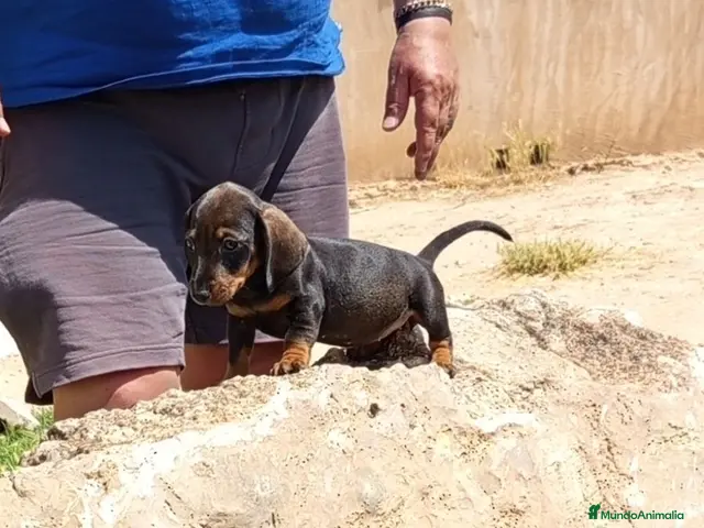 Teckel Miniatura perros Preciosas teckel miniatura y kaninchen - Anuncio 10