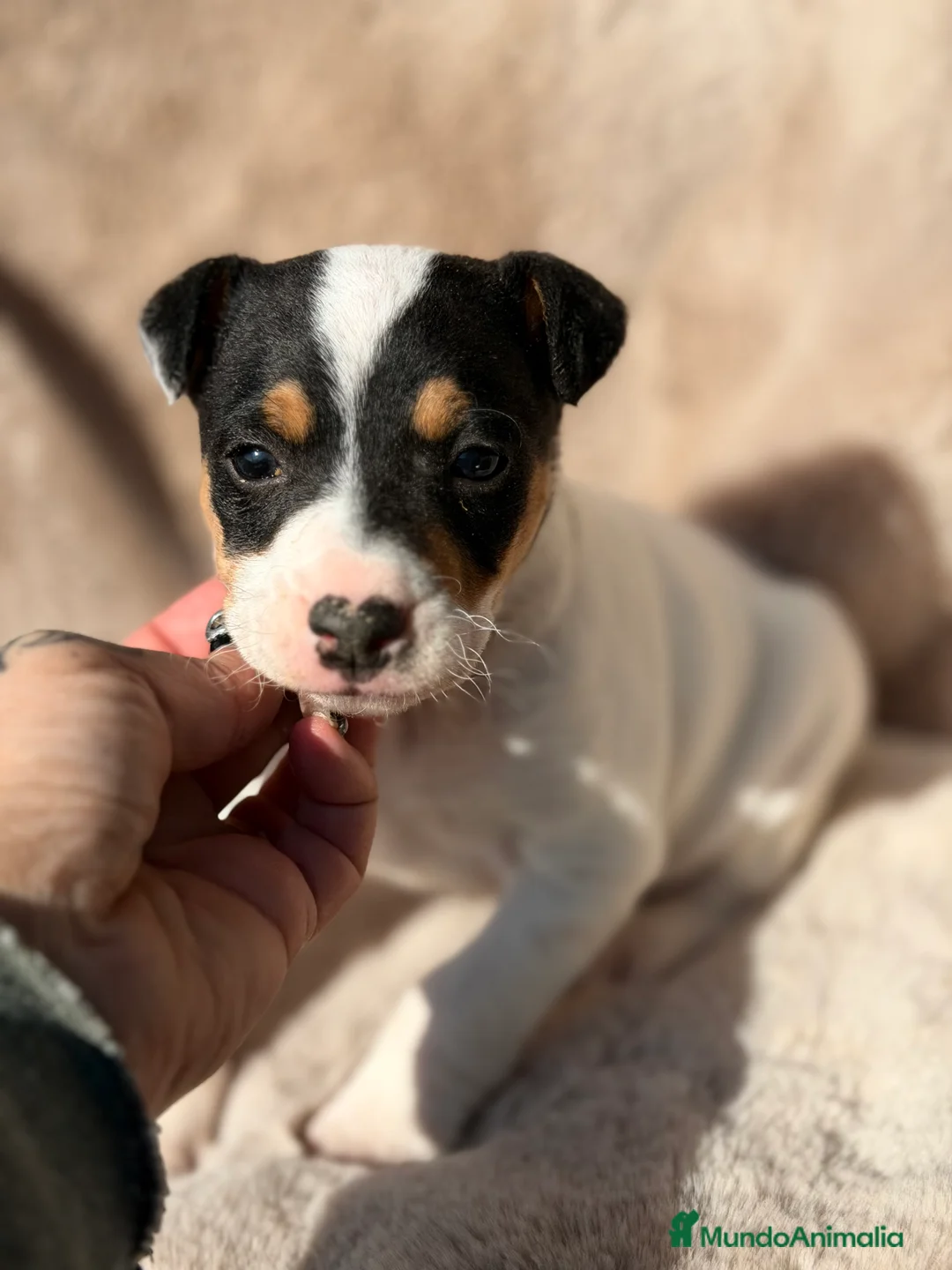 Ratonero Bodeguero Andaluz perros en venta: Bodeguero andaluz macho  - Anuncio 3