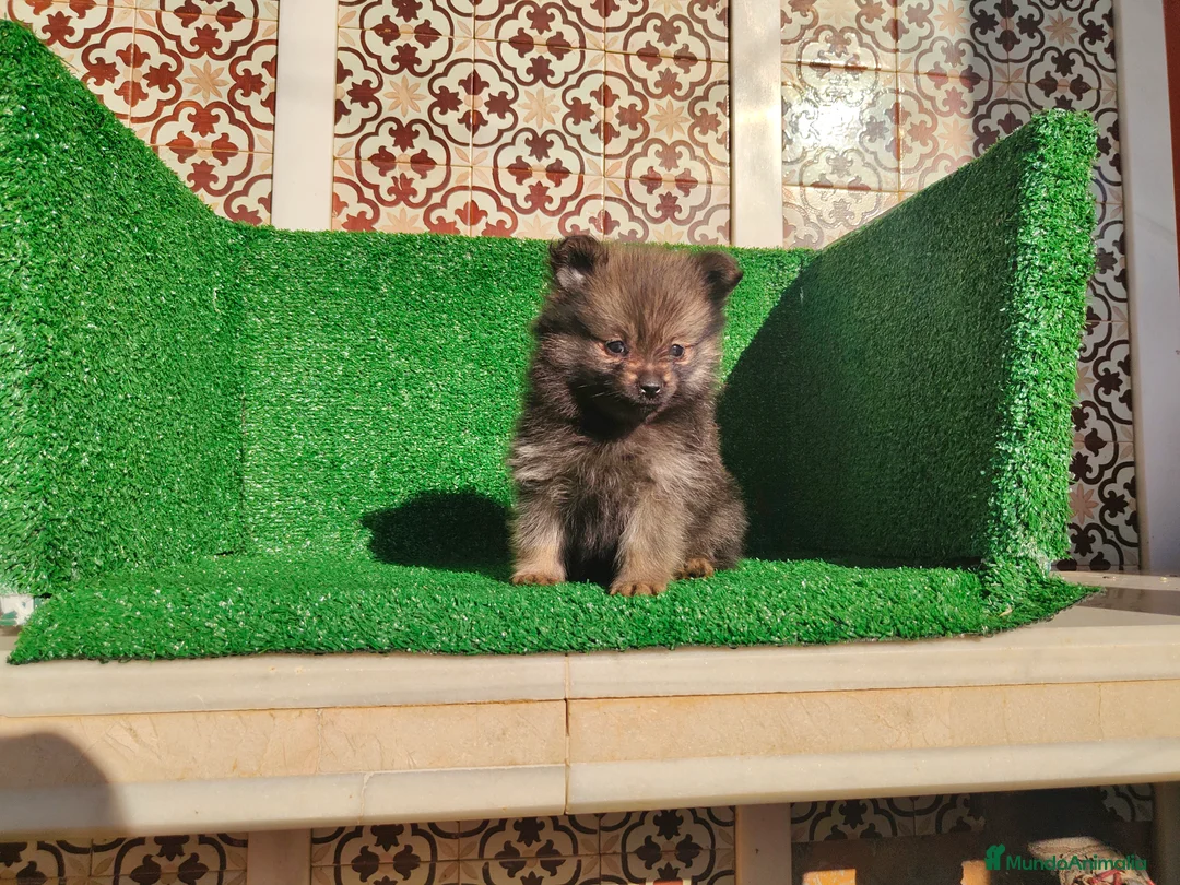 Pomerania perros en venta: Pomerania  - Anuncio 8