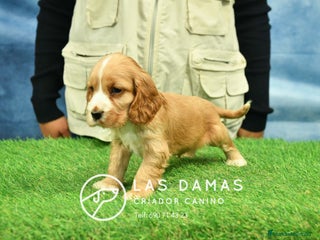 Cocker Spaniel Inglés perros Cachorros de cocker spaniel inglés disponibles. - Anuncio 11