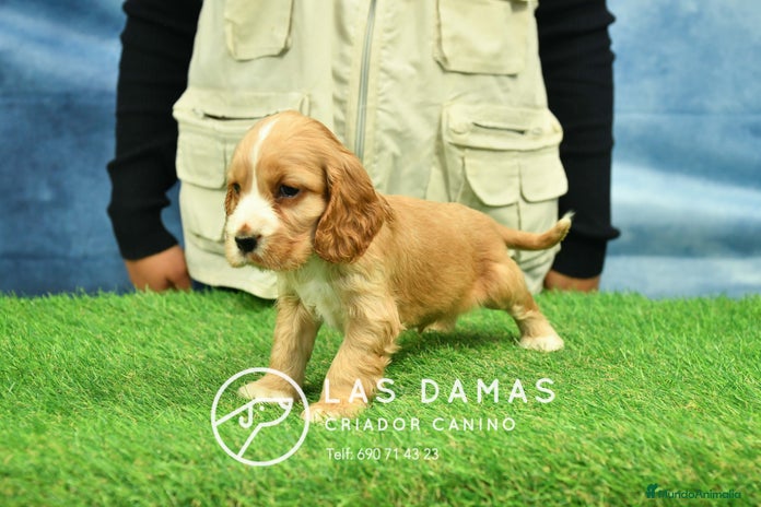 Cocker Spaniel Inglés perros Cachorros de cocker spaniel inglés disponibles. - Anuncio 1