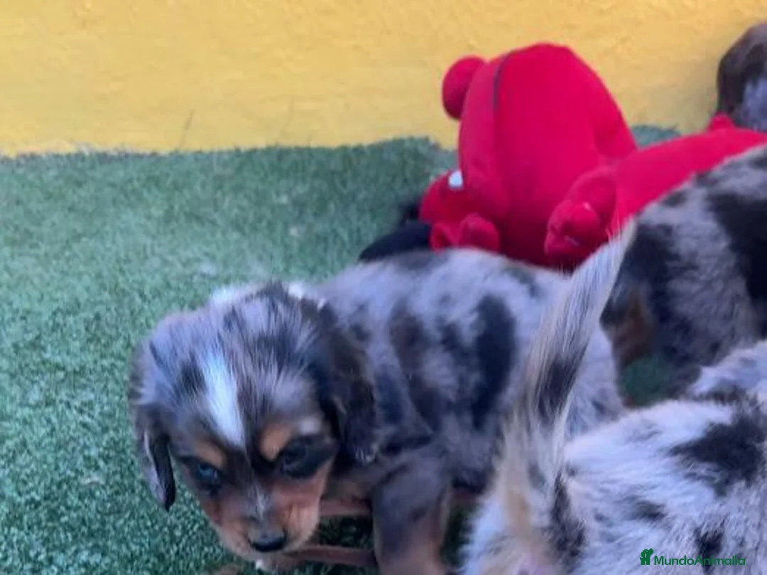 Cocker Spaniel Inglés perros en venta: Camada de cocker - Anuncio 3