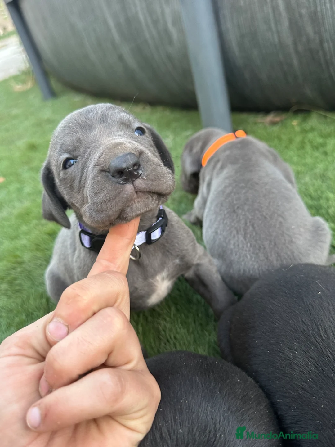 Dogo Alemán perros en venta: Cachorros de dogo aleman - Anuncio 2