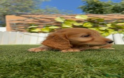 Otras razas perros en venta: Cockapoo hembra - Imagen 14