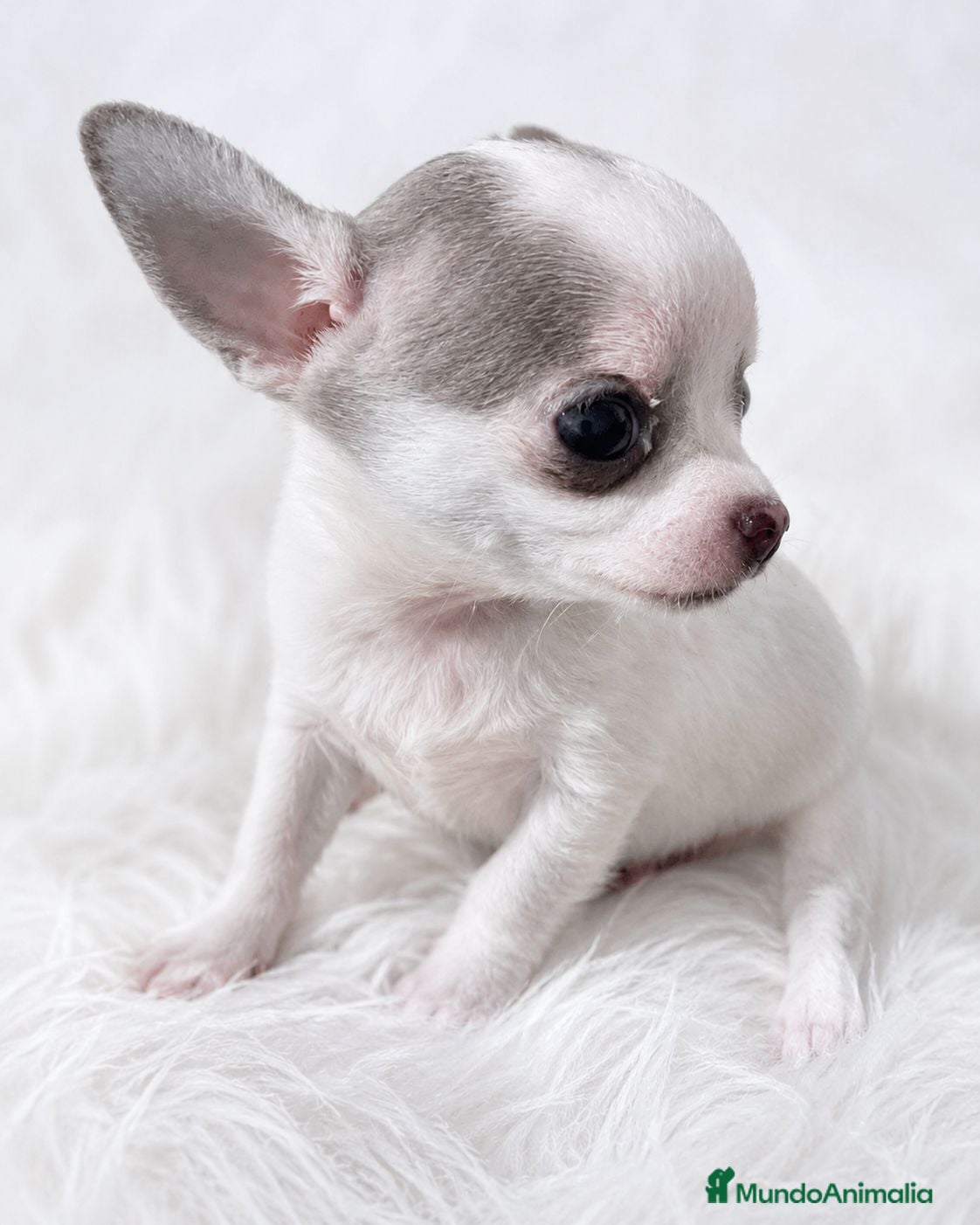 Chihuahua perros CHIHUAHUA DE PELO CORTO • LÍNEA RUSA • BLANCO Y G. - Anuncio 2
