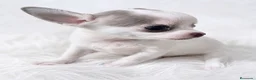 Chihuahua perros en venta: CHIHUAHUA DE PELO CORTO • LÍNEA RUSA • BLANCO Y G. - Anuncio 1