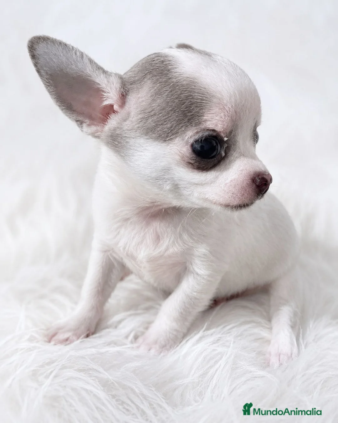 Chihuahua perros en venta: CHIHUAHUA DE PELO CORTO • LÍNEA RUSA • BLANCO Y G. - Anuncio 1