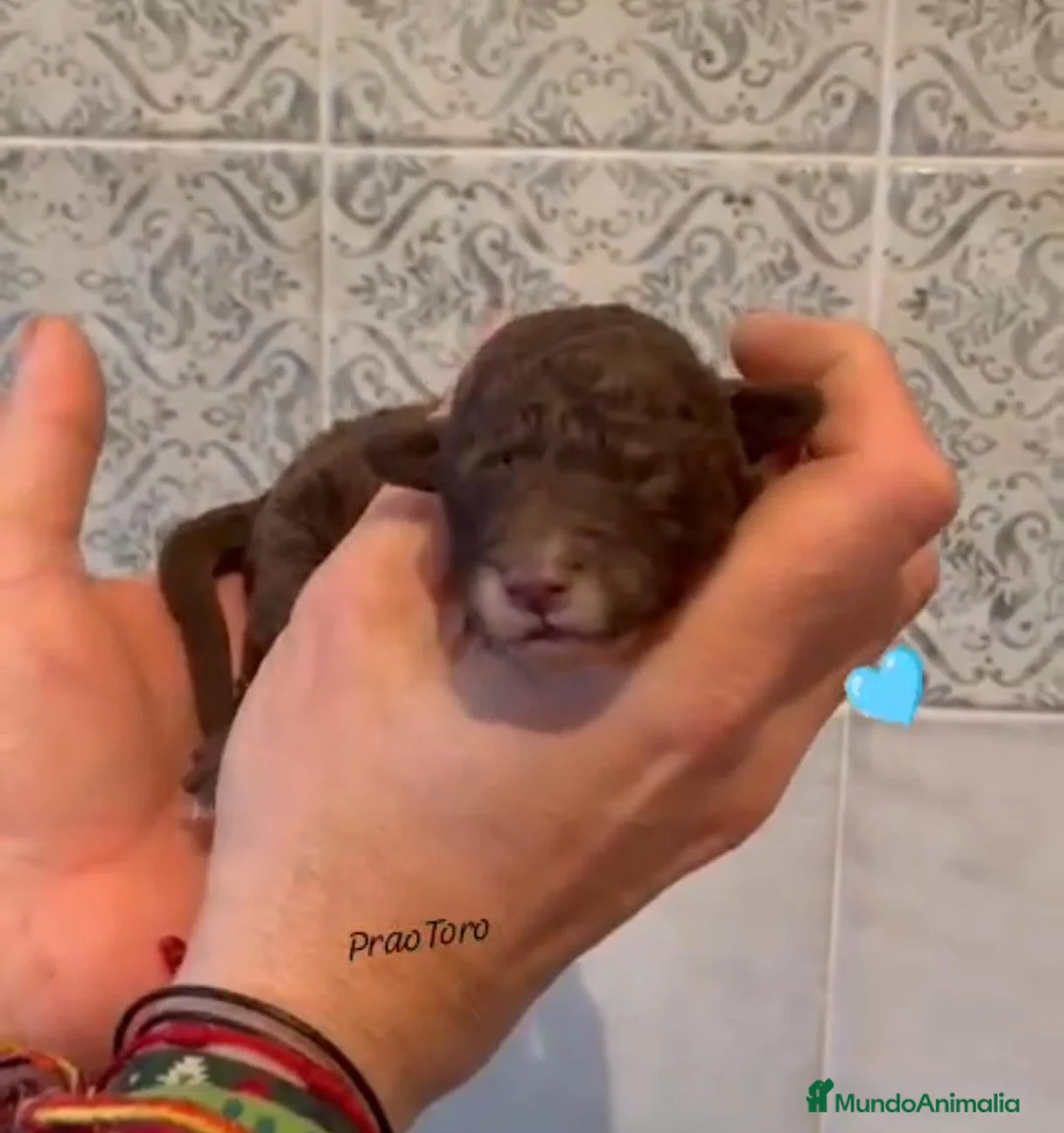 Perro de Agua Español perros en venta: Espectaculares perros de agua - Anuncio 3