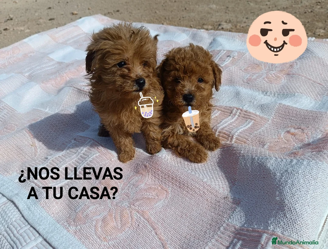 Caniche Toy perros en venta: CANICHES HEMBRITAS TOY ROJAS - Anuncio 2