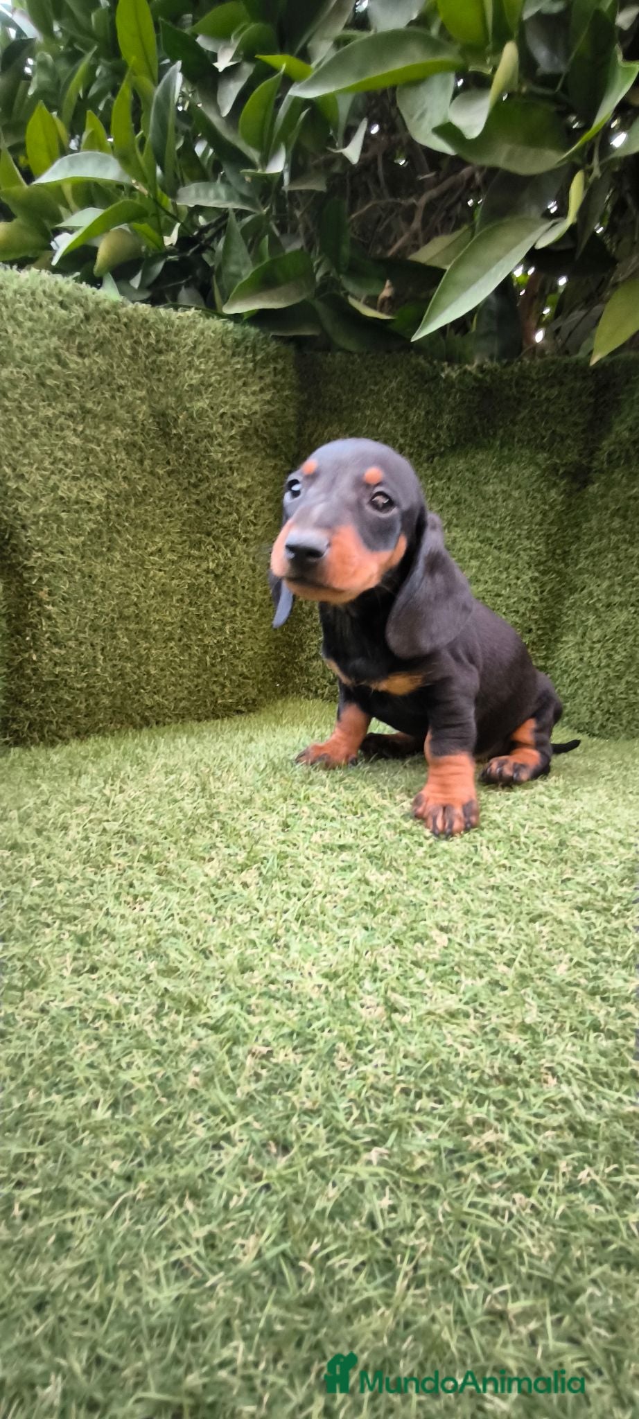 Teckel Miniatura perros teckel miniatura negro fuego machos y hembras  - Anuncio 1